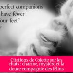 Citations de Colette sur les chats : charme, mystère et la douce compagnie des félins