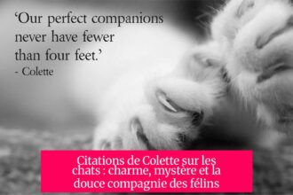 Citations de Colette sur les chats : charme, mystère et la douce compagnie des félins