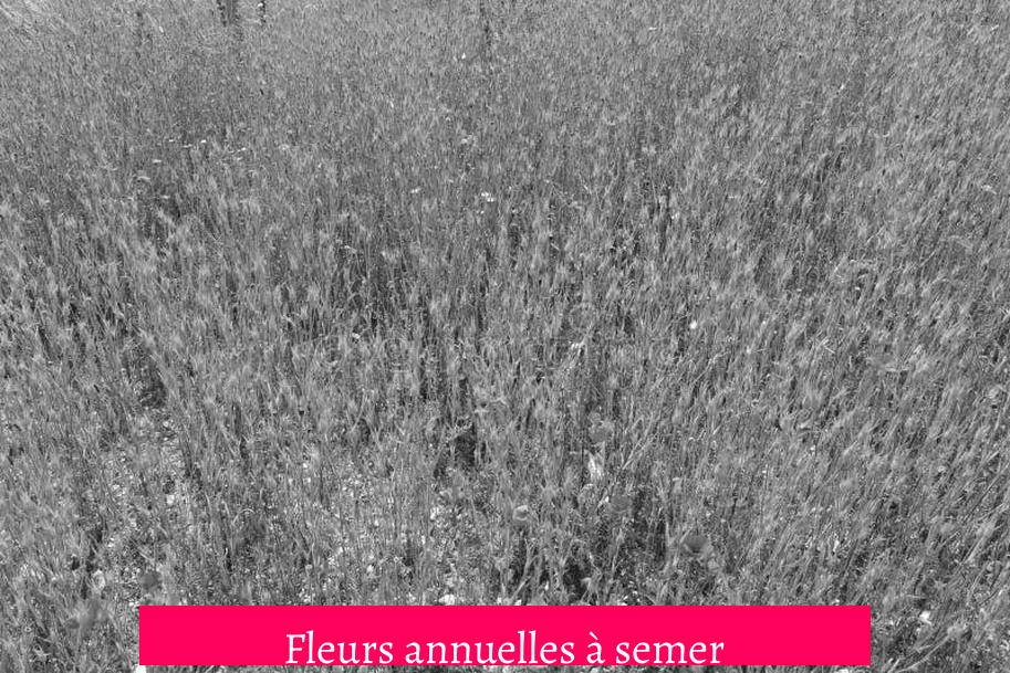 Fleurs annuelles à semer
