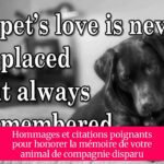 Hommages et citations poignants pour honorer la mémoire de votre animal de compagnie disparu