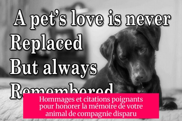 Hommages et citations poignants pour honorer la mémoire de votre animal de compagnie disparu