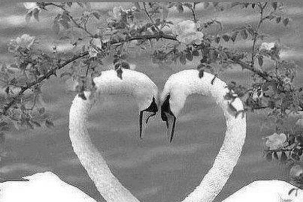L'amour vrai : définition, caractéristiques et impact sur les relations humaines